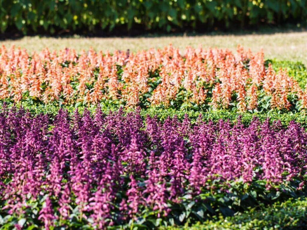 Colorful seasonal flowers at the Dallas Arboretum and Botanical Garden