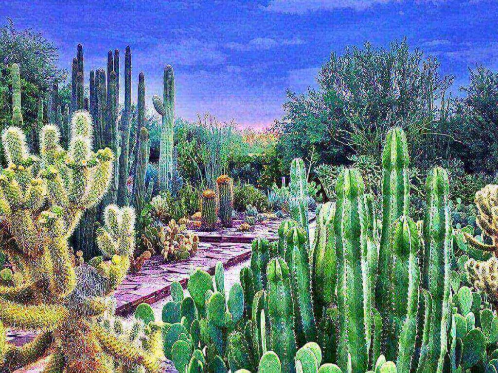 Walking paths and desert plants at the Desert Botanical Garden in Phoenix