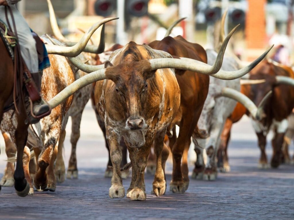 Longhorn cattle walking through the Stockyards District in Fort Worth.