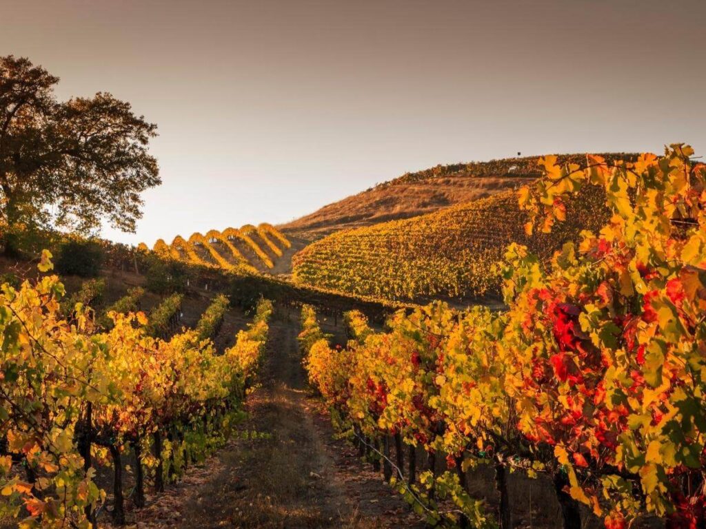 Quiet Hill Country vineyard at sunset with rows of grapevines and soft golden light