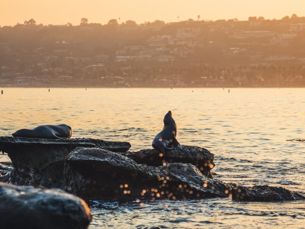 Sea lions lounging on rocks at La Jolla Cove in San Diego.