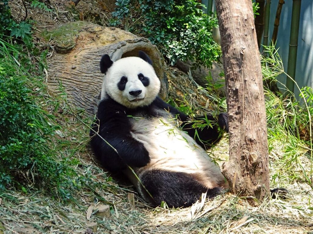 Giant panda resting in its enclosure at the San Diego Zoo.