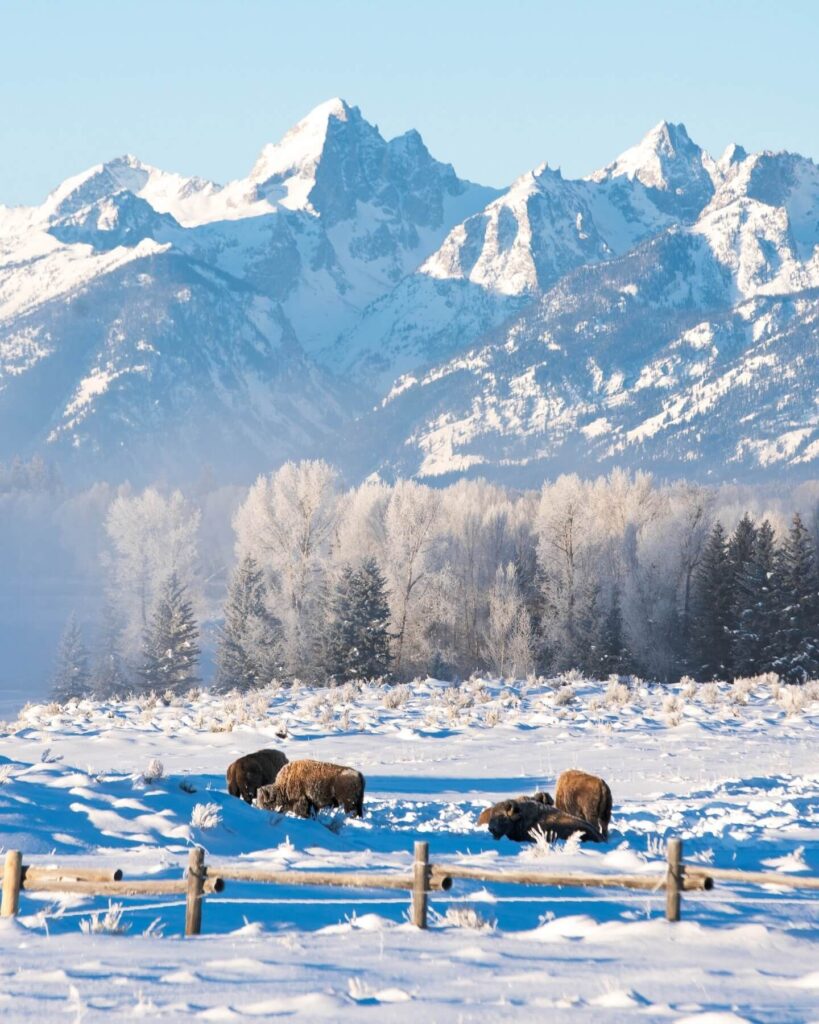 Bison herd grazing on a wildlife safari in Jackson Hole