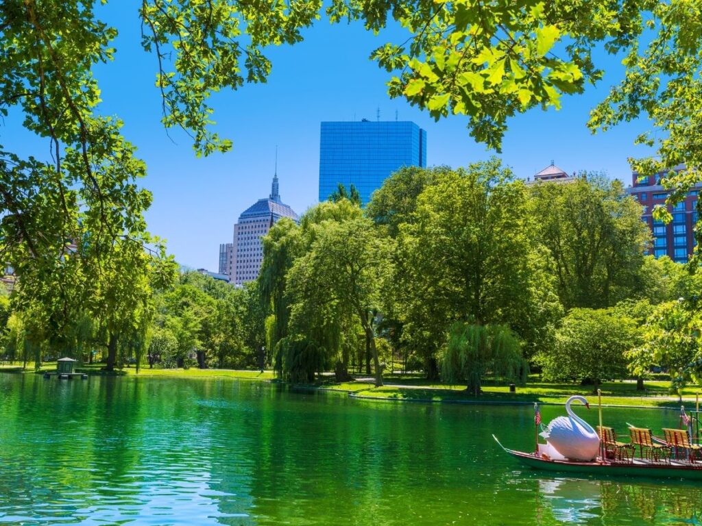 Swan boats on the lagoon in Boston Public Garden on a sunny day