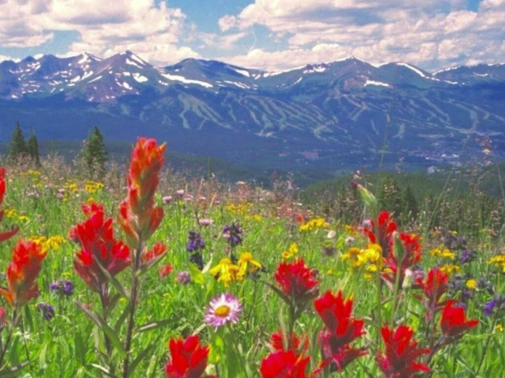 Summer hiking trail near Breckenridge with wildflowers and mountain scenery.
