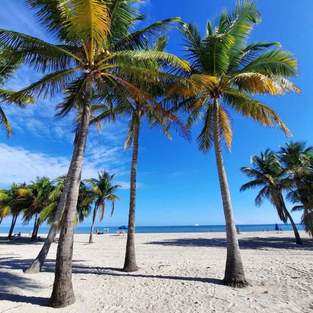 Palm trees lining Crandon Park Beach in Key Biscayne, Miami