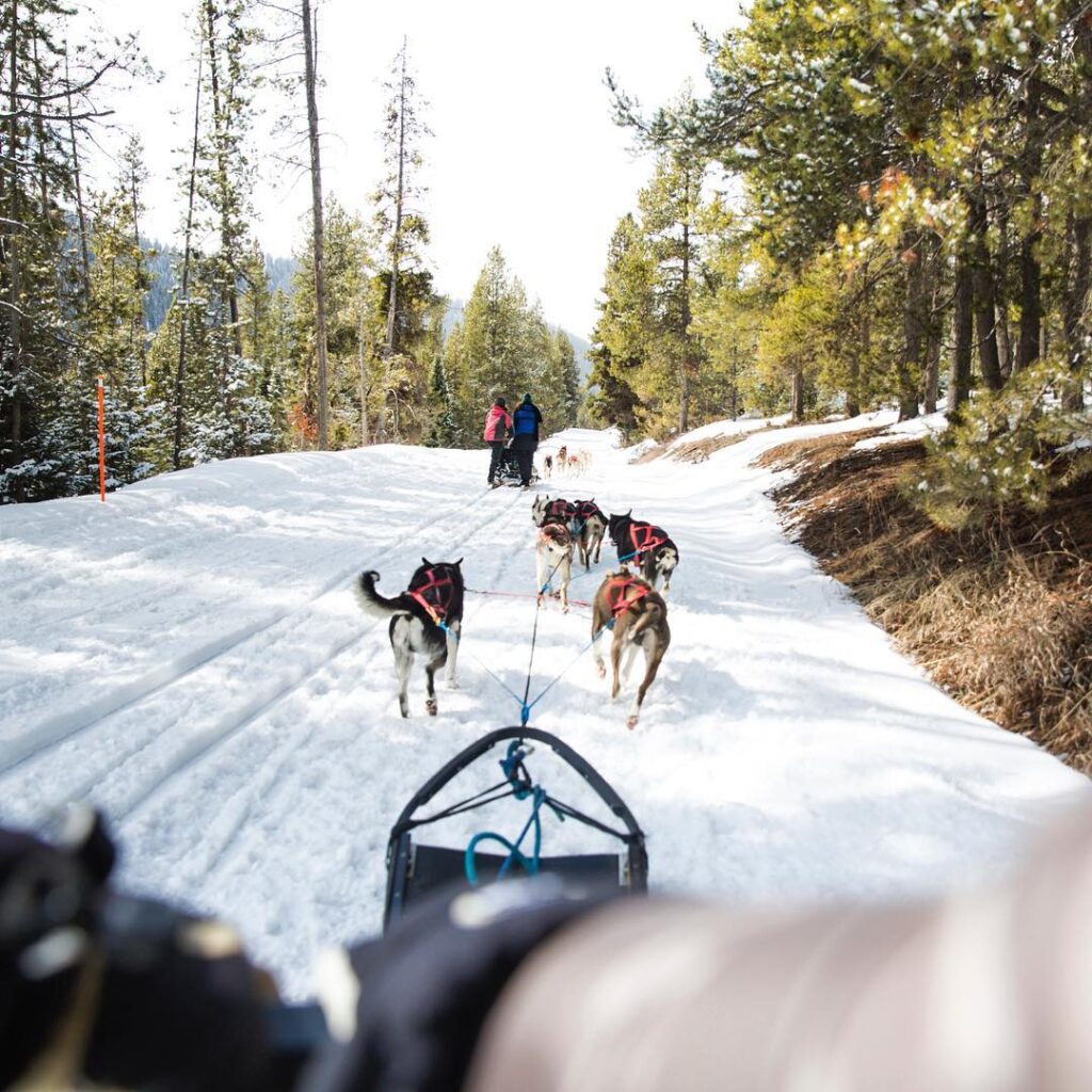 Dog sled team pulling through snowy trails toward Granite Hot Springs near Jackson Hole in winter
