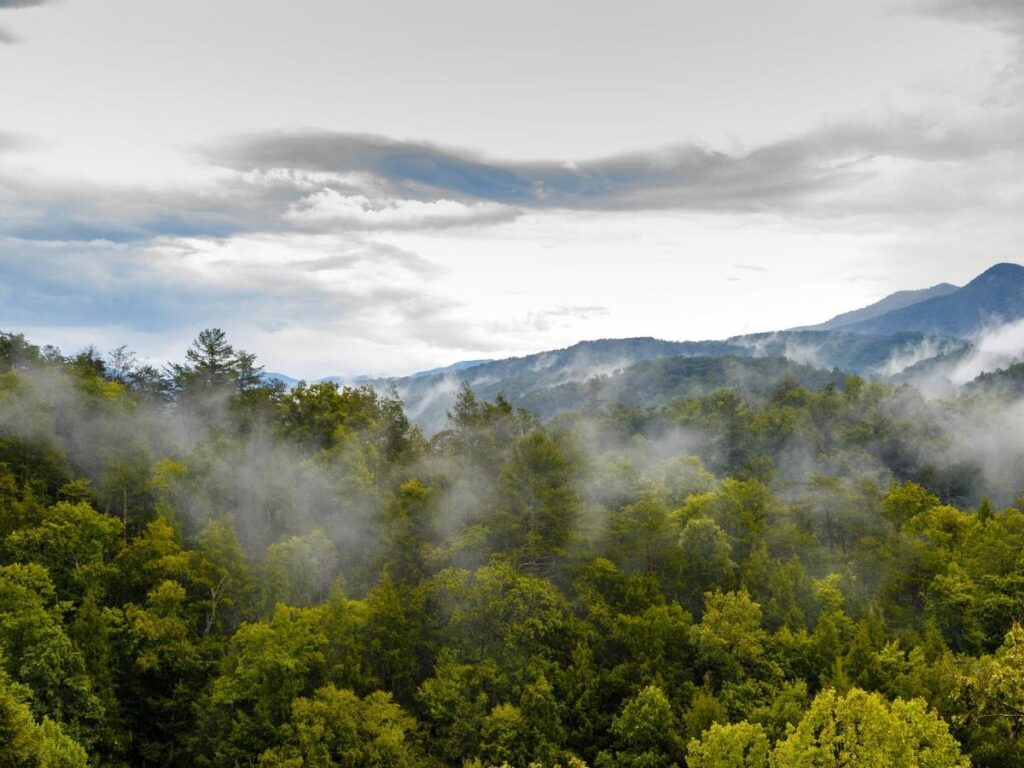 Forest trail near Gatlinburg inside Great Smoky Mountains National Park.