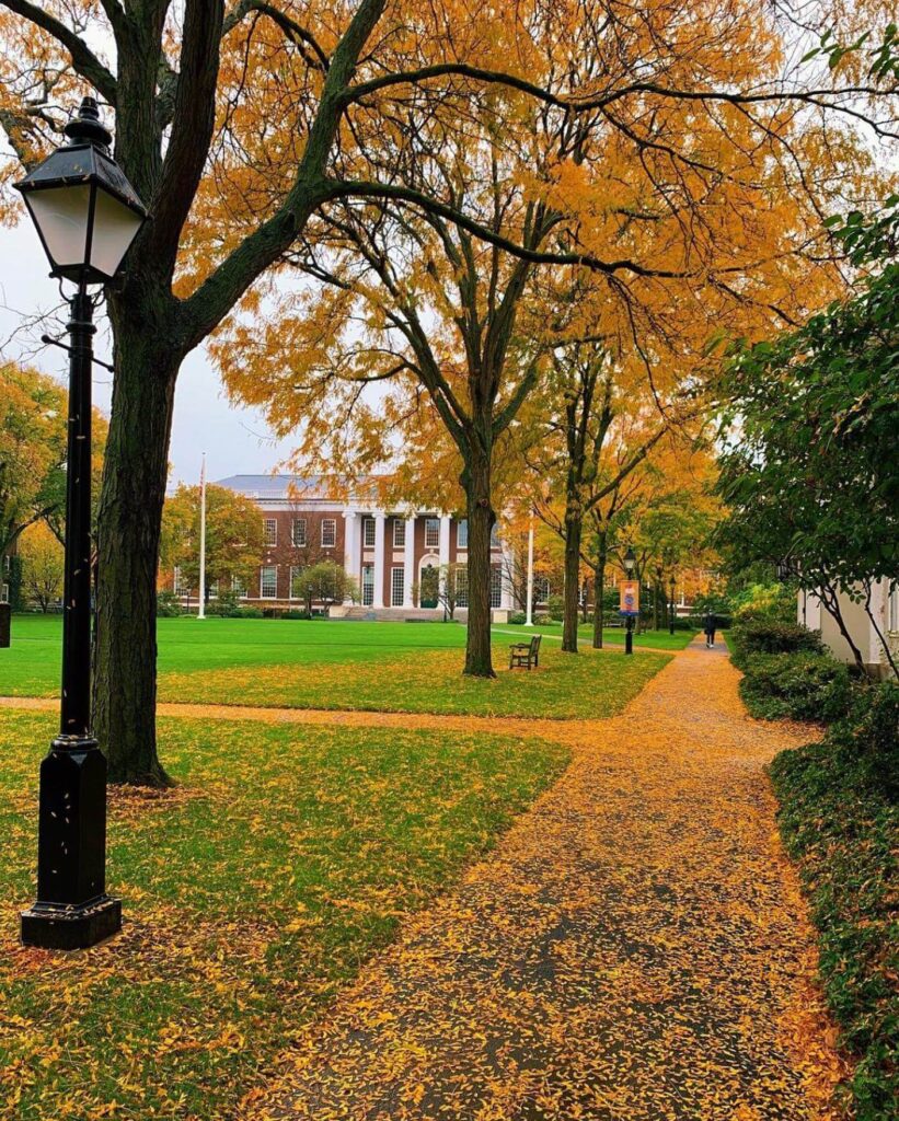 Autumn leaves covering Harvard Yard in Cambridge, Massachusetts