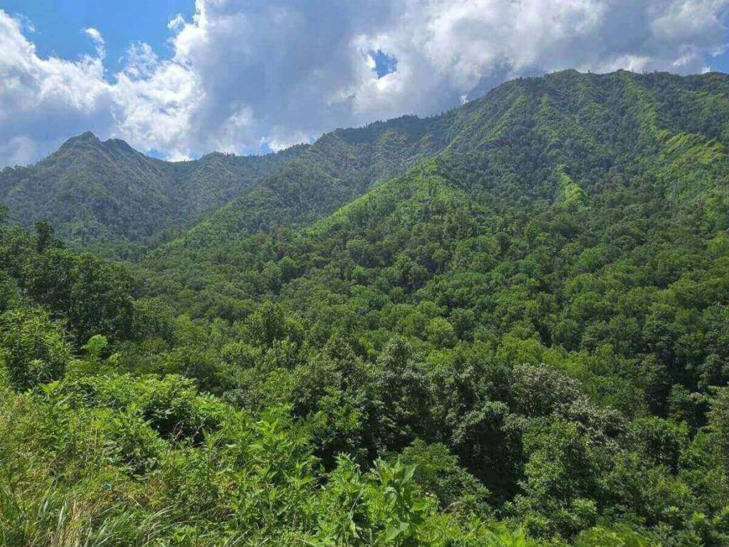 Scenic drive through Great Smoky Mountains National Park near Gatlinburg.