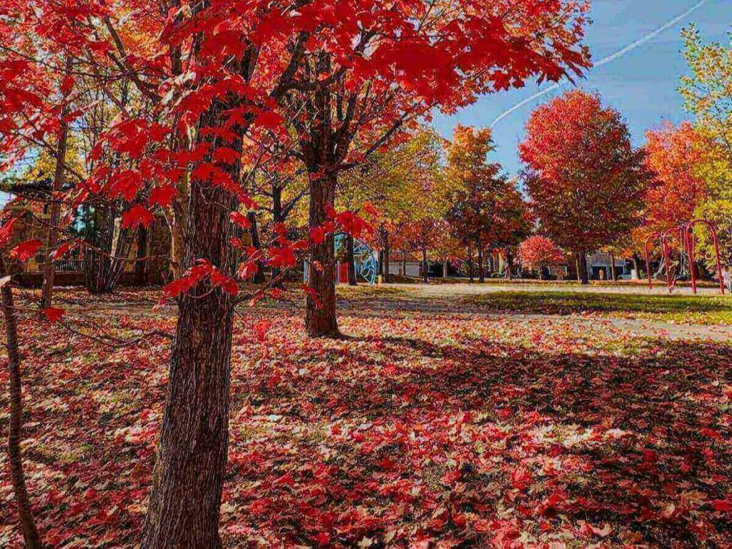 Fall foliage in Park City with colorful trees and mountain backdrop