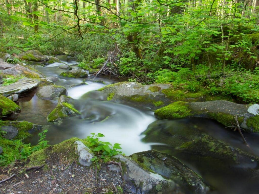 Scenic drive along Roaring Fork Motor Nature Trail surrounded by trees.