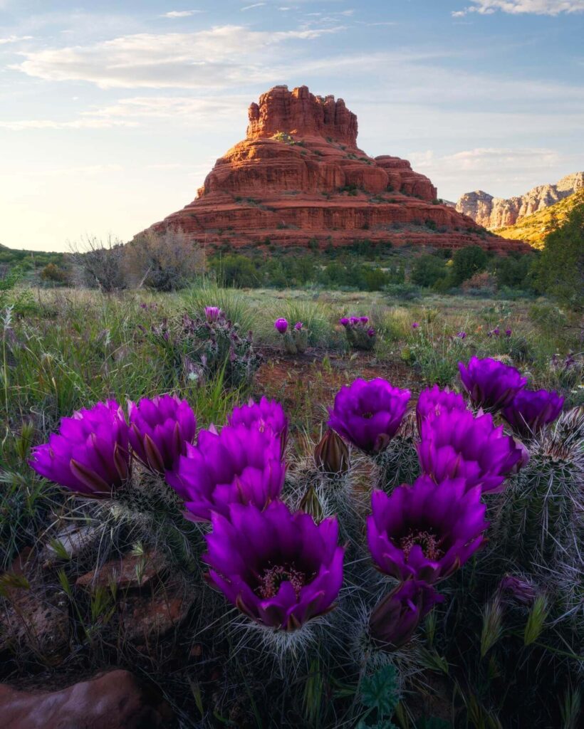 Wildflowers blooming beneath Sedona's red rock formations in spring