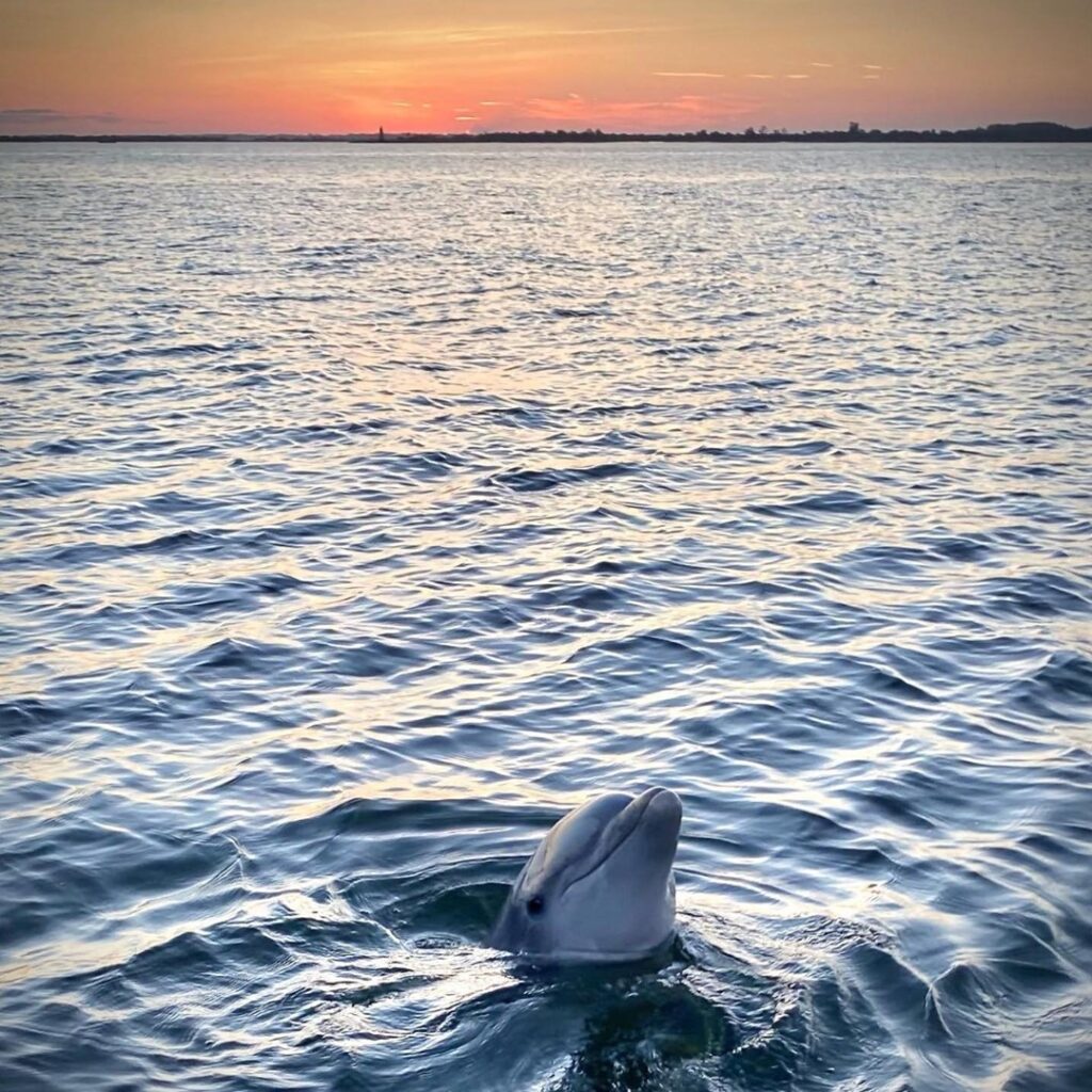 Bottlenose dolphins swimming near a tour boat off Tybee Island coast