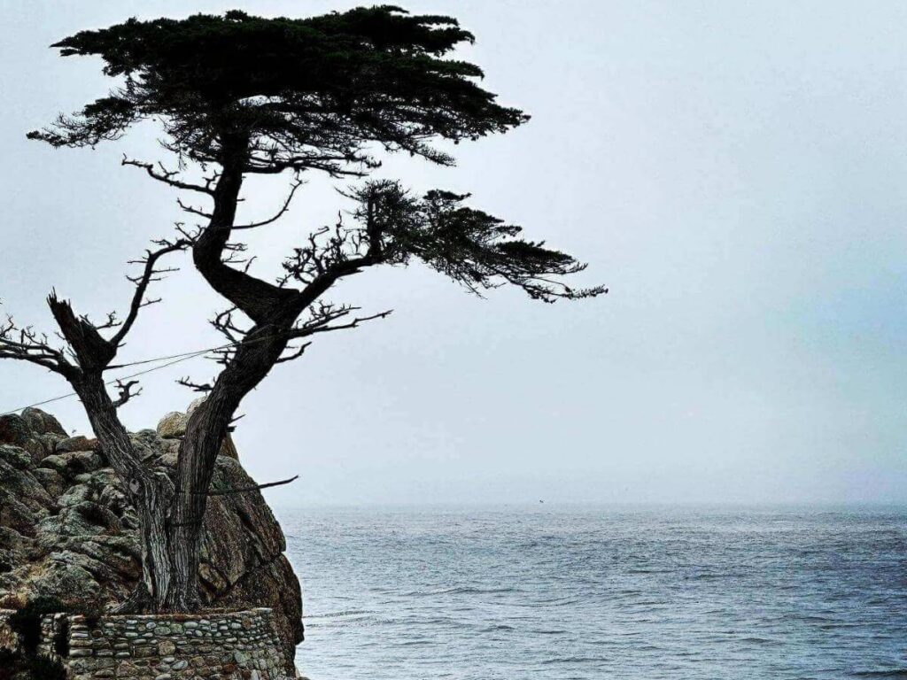 The Lone Cypress perched on a rocky outcrop along 17-Mile Drive