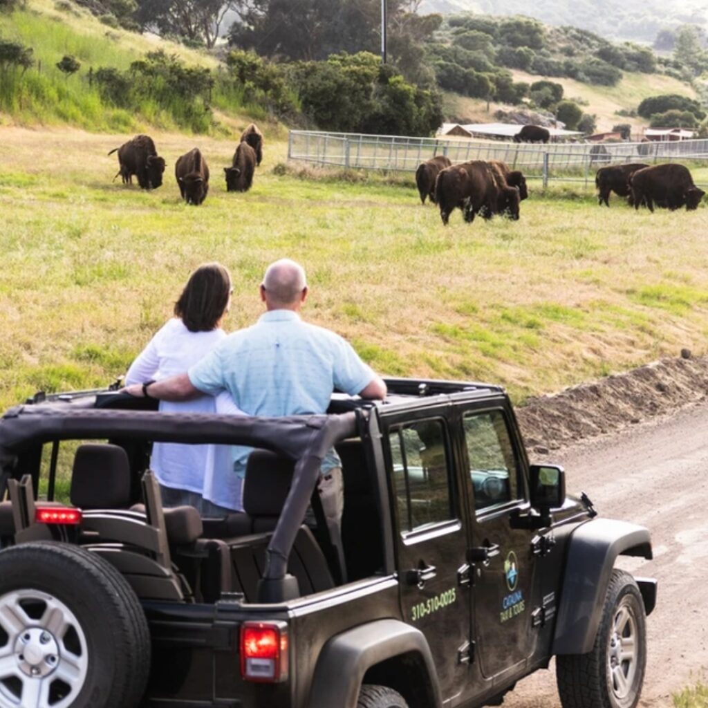Spotting Bisons on a Jeep Eco Tour in Catalina Island