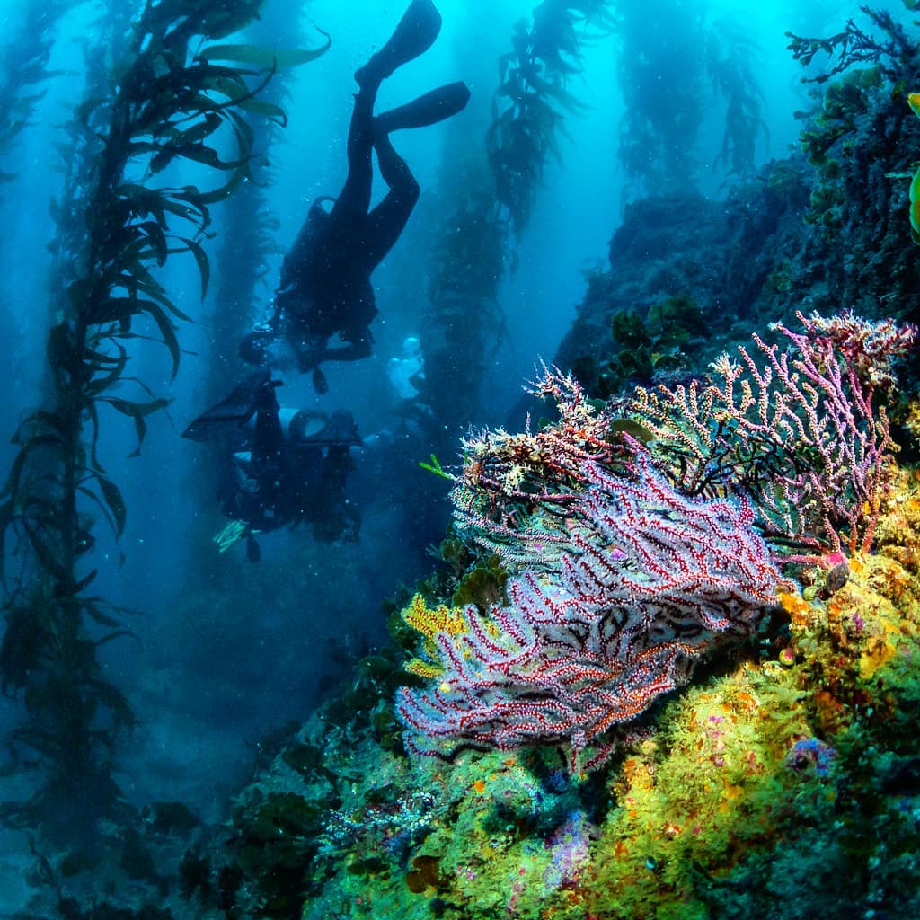 Scuba Diving on Catalina Island