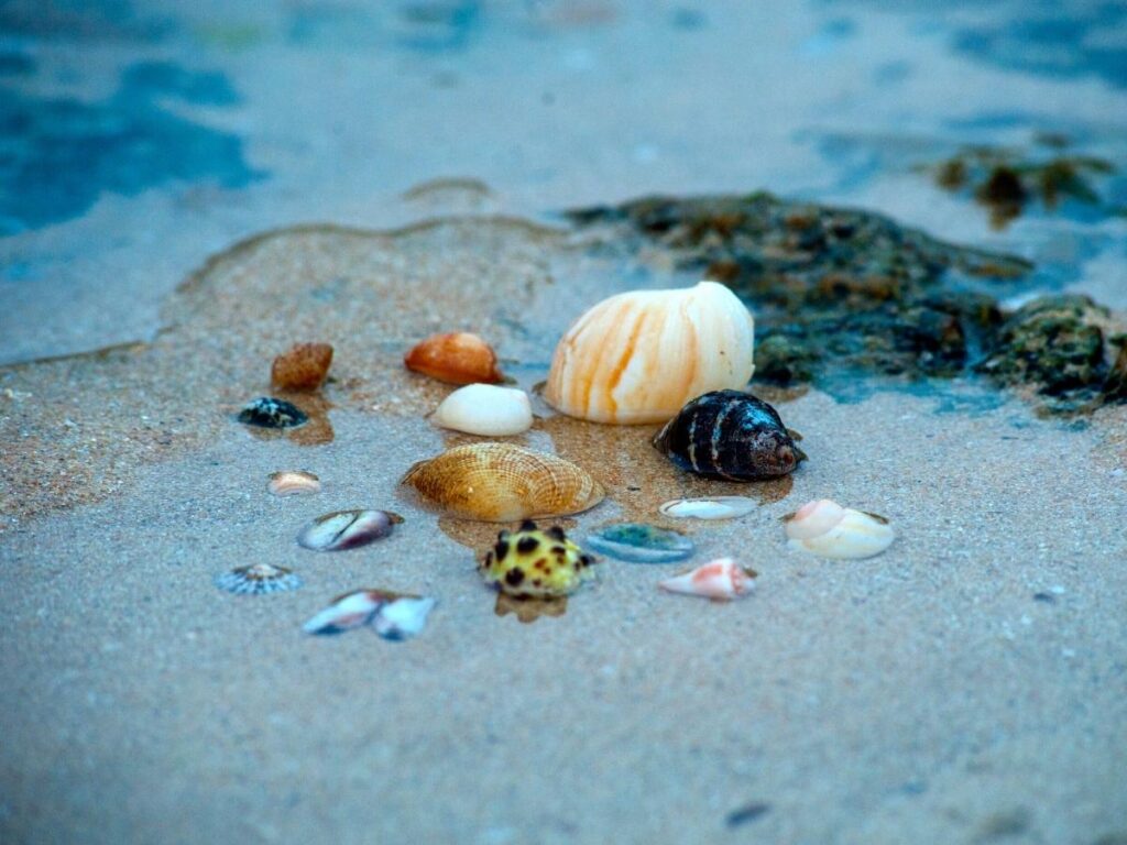 Shells scattered along the shore at sunrise on American Beach, Amelia Island