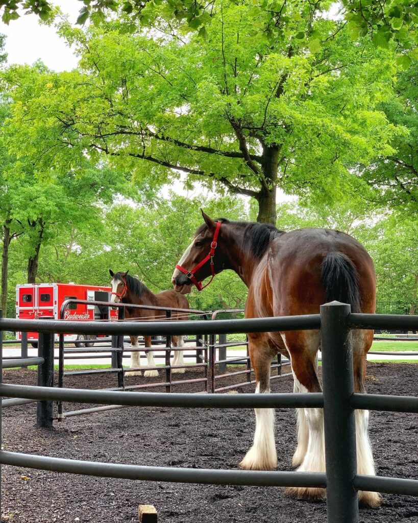 Budweiser Clydesdale horses inside a red-brick stable at Anheuser-Busch Brewery
