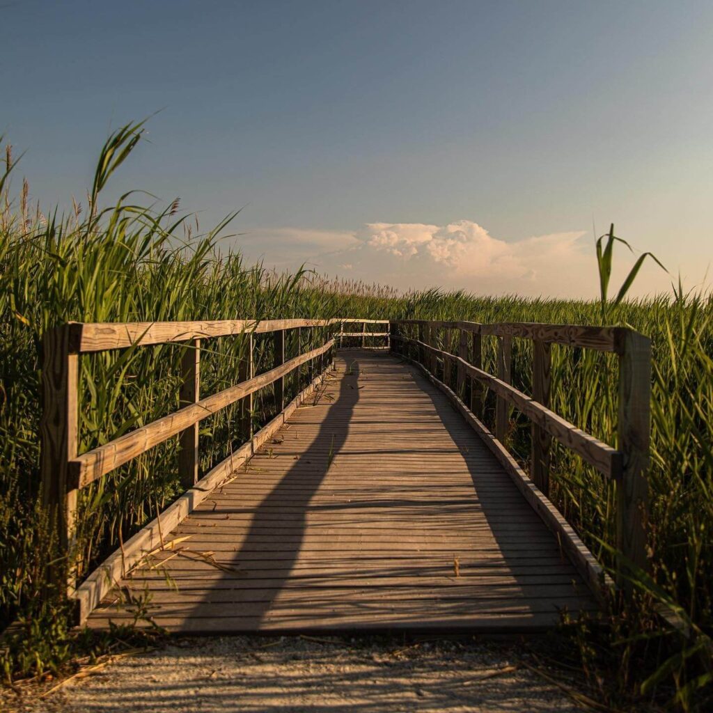 Wooden boardwalk through marsh at Back Bay National Wildlife Refuge