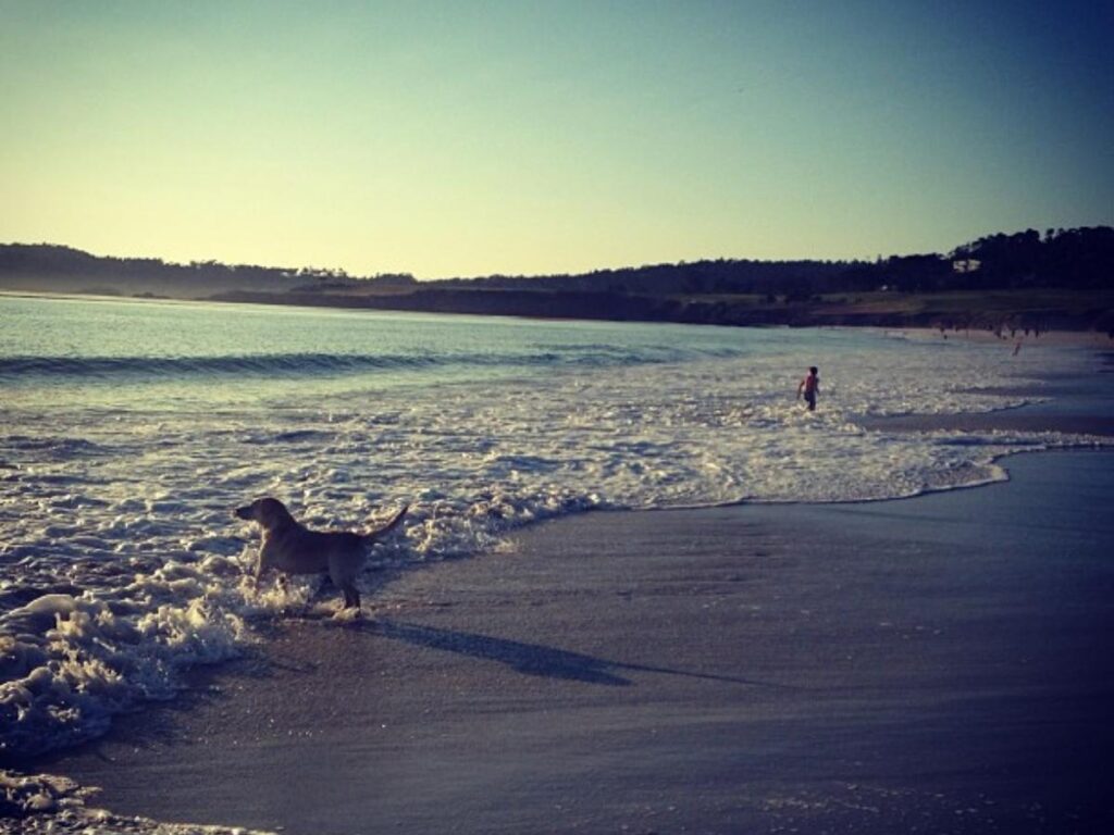 Dogs running and playing on Carmel Beach at golden hour
