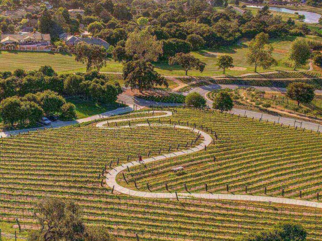 Rolling hills and rows of grapevines in Carmel Valley on a sunny afternoon