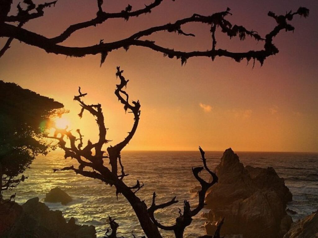 Close-up of a weathered cypress tree leaning over the coastal trail at Cypress Grove