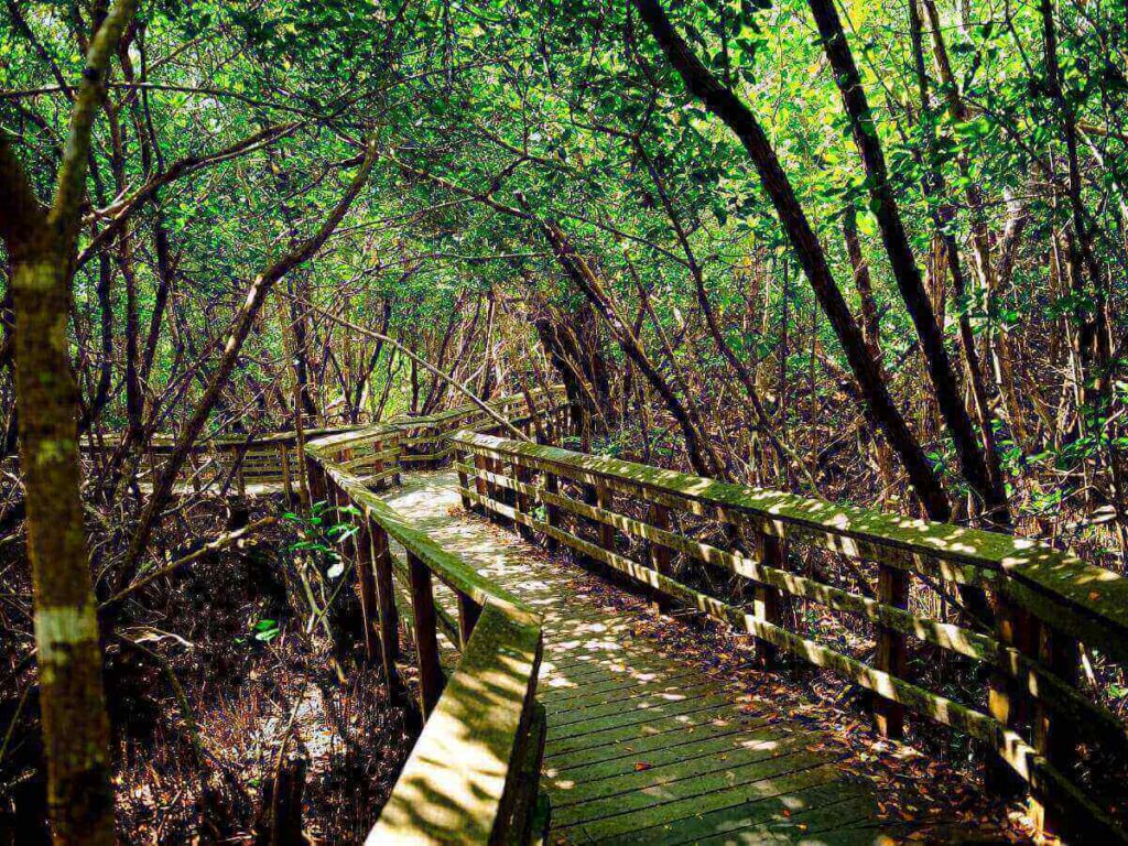 Wooden boardwalk trail through wetlands at Everglades National Park