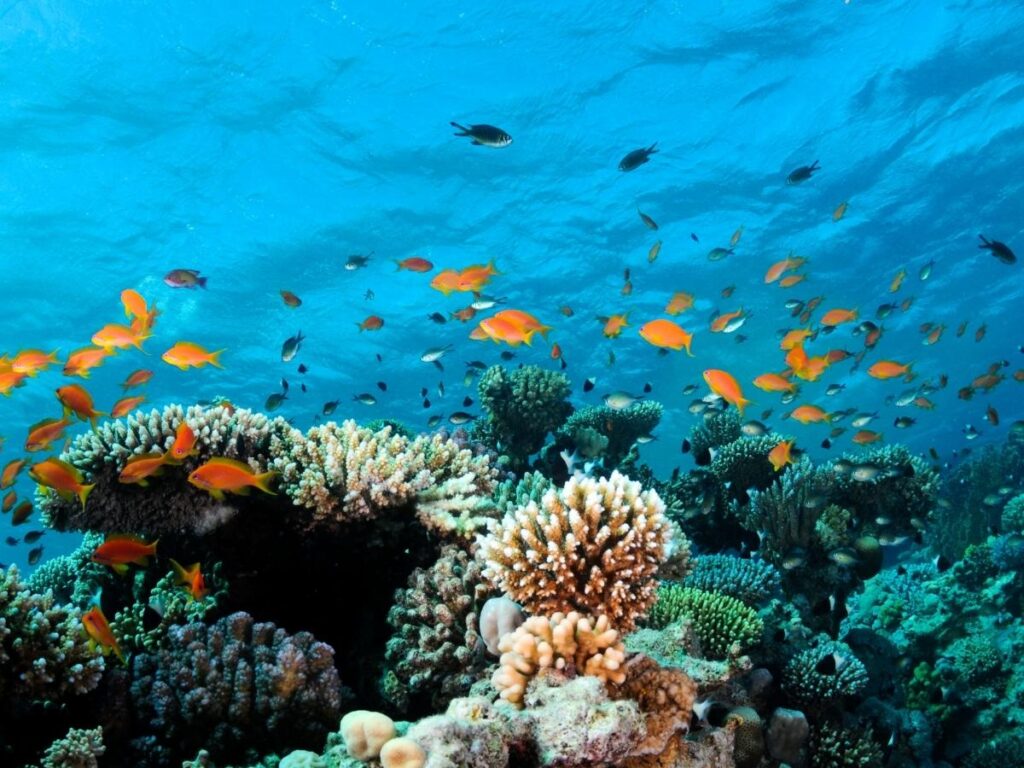 Vibrant coral reef and tropical fish at Hanauma Bay in Oahu