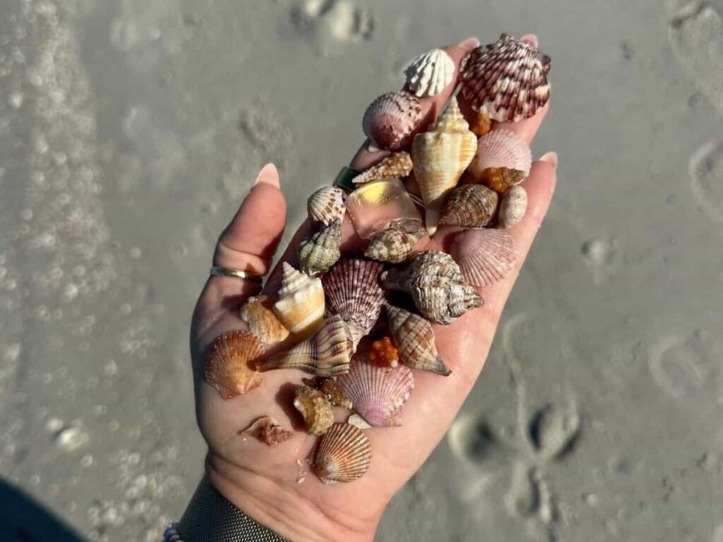Shells scattered along the sand on Keewaydin Island’s shoreline