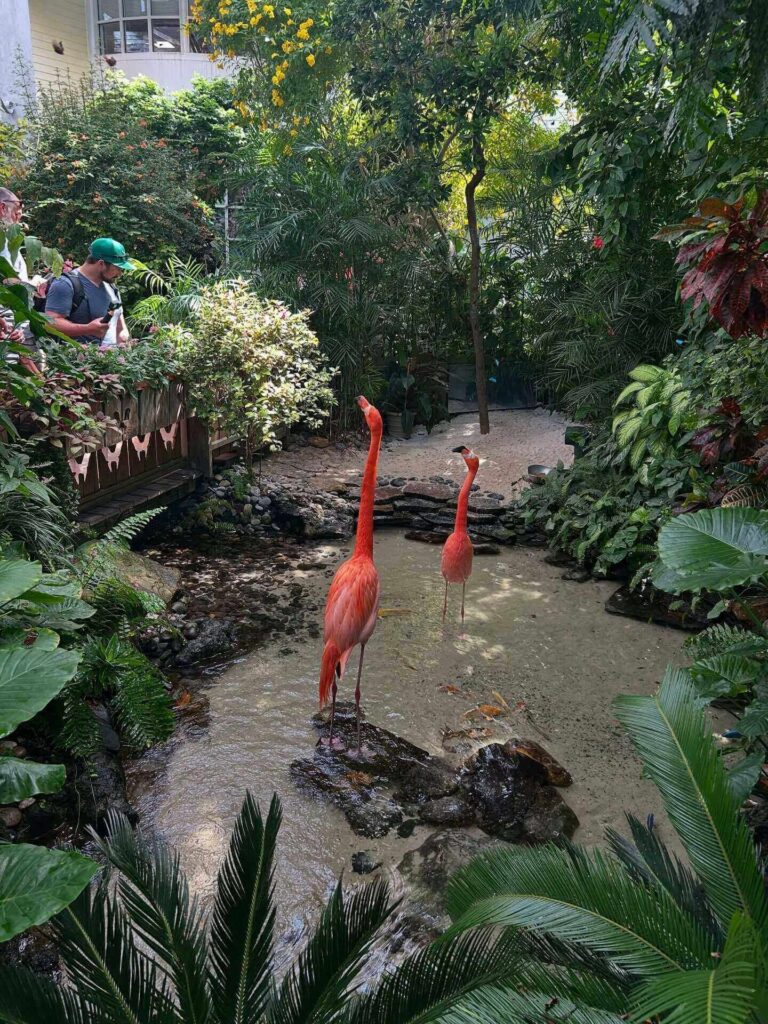 Butterflies inside the Key West Butterfly Conservatory
