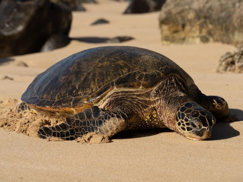Hawaiian green sea turtle sunbathing on the sand at Laniakea Beach, Oahu