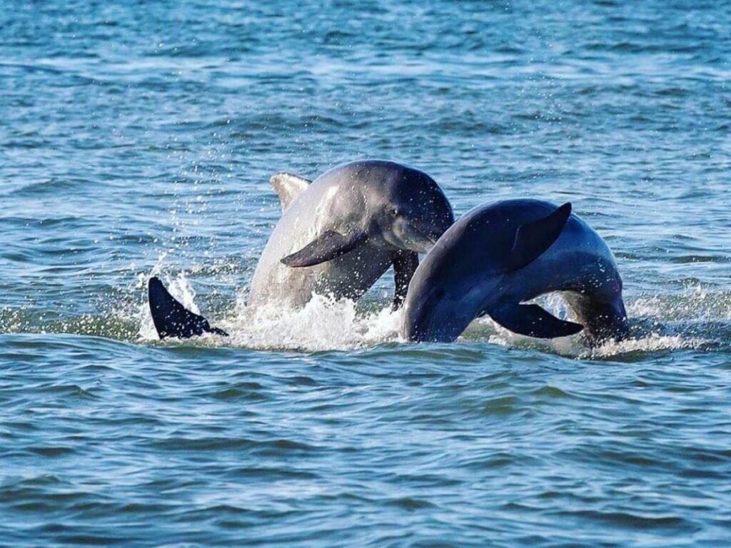 Dolphin tour boat on the Gulf near Marco Island during sunset