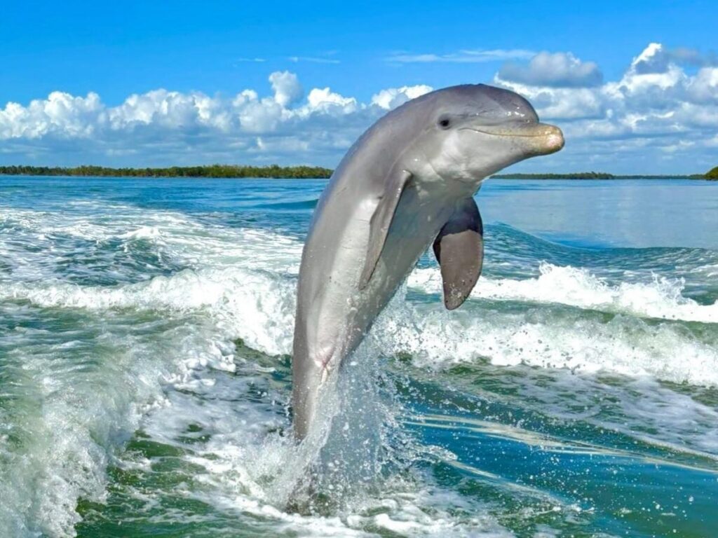 Dolphins swimming near a boat during a wildlife tour off Marco Island