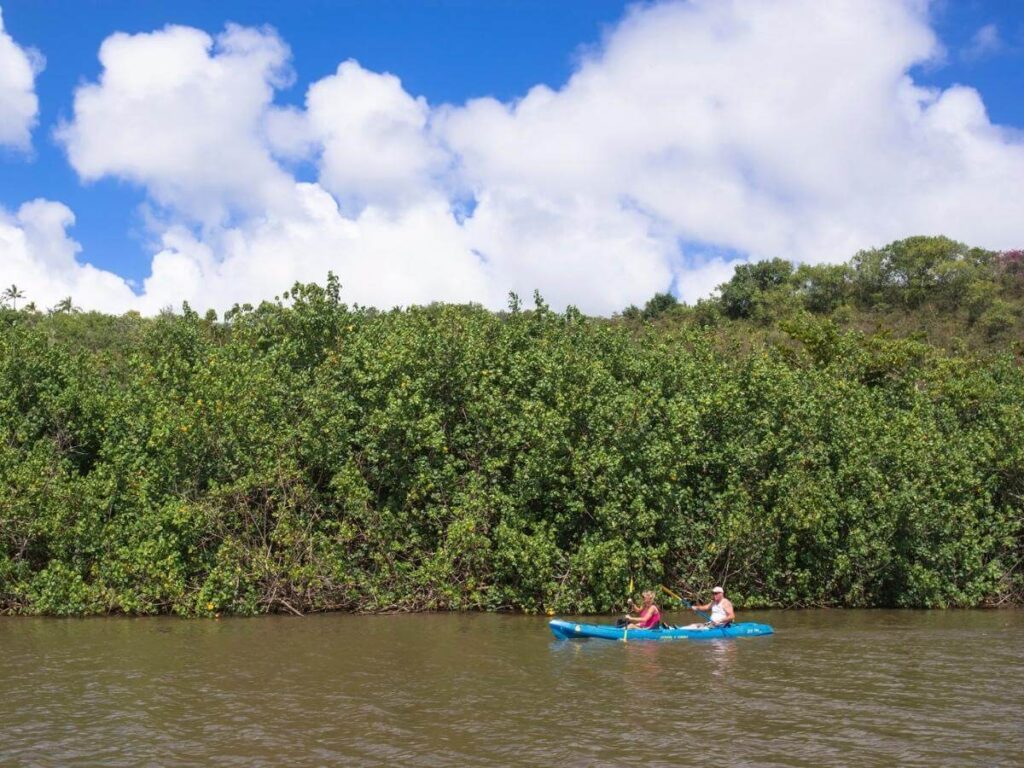 Kayaking through calm mangrove waterways near Marco Island