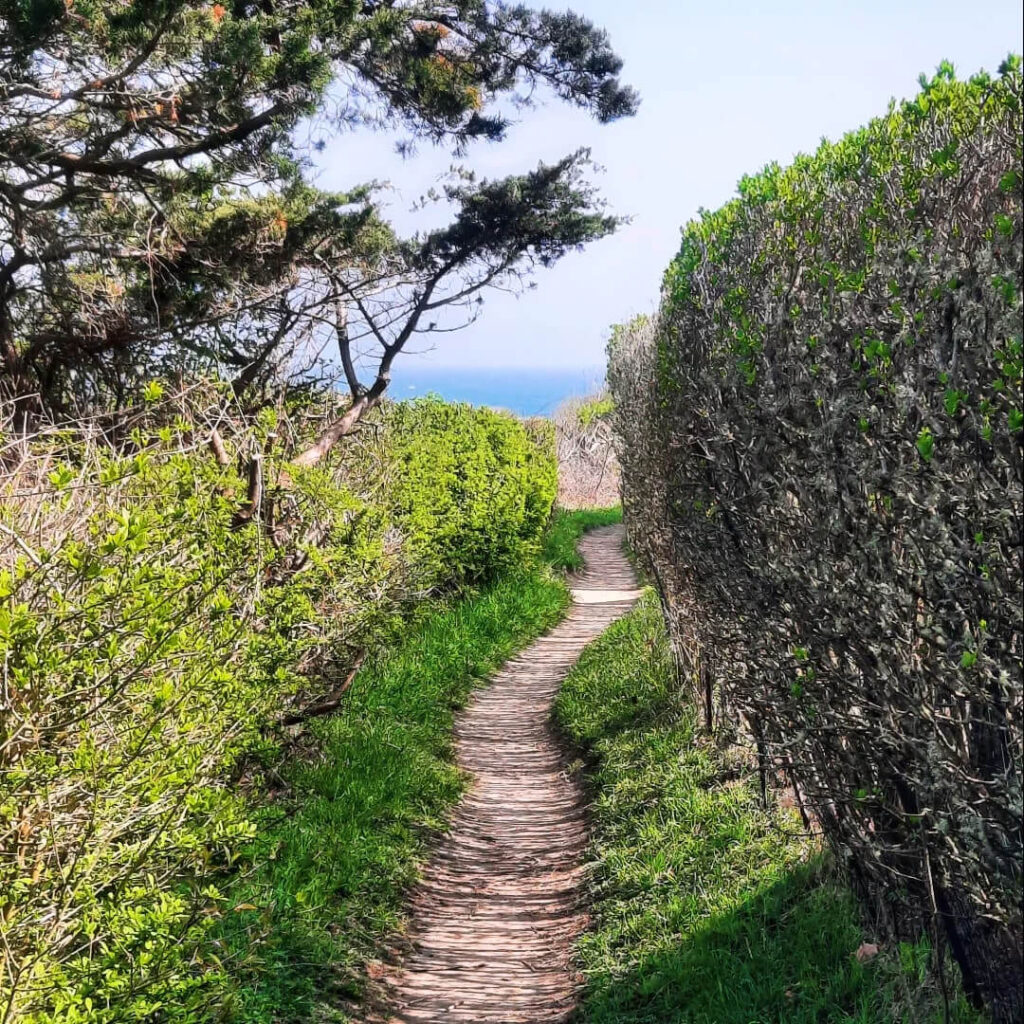 Scenic Sconset Bluff Walk in Nantucket.