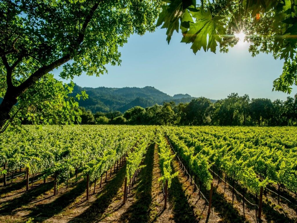 Vineyards in Napa Valley, a day trip from Sacramento