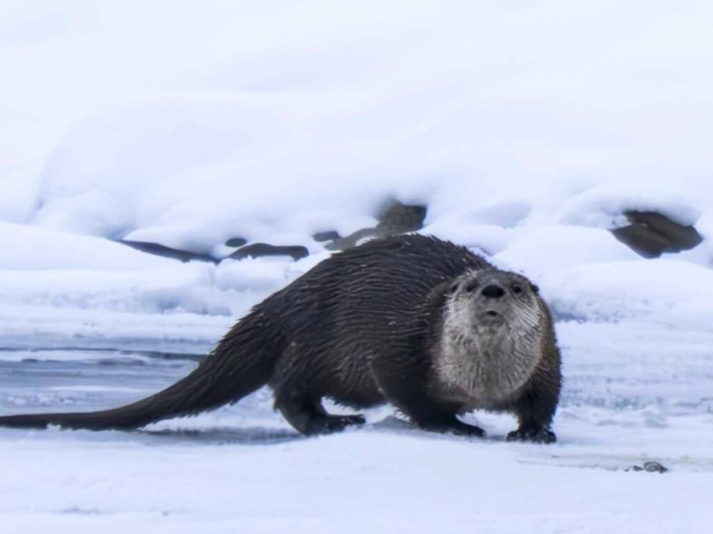 Shaded walking trail through native trees at Otter Mound Preserve