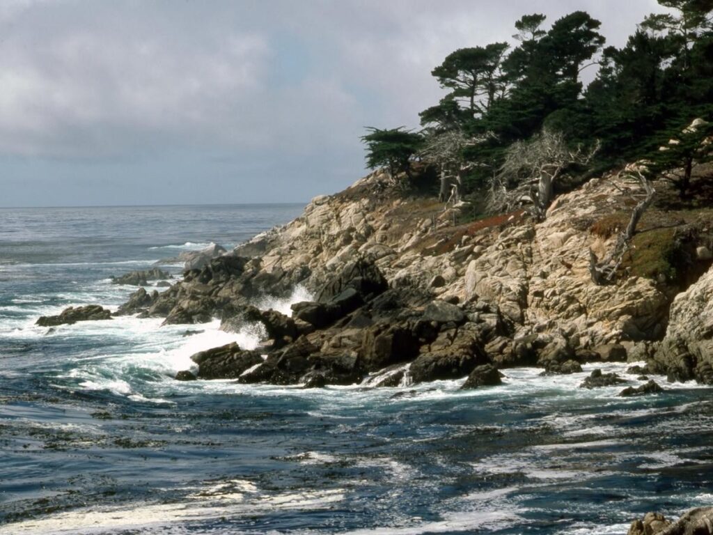 Soft morning light over the rocky coastline at Point Lobos with cypress trees and calm water.