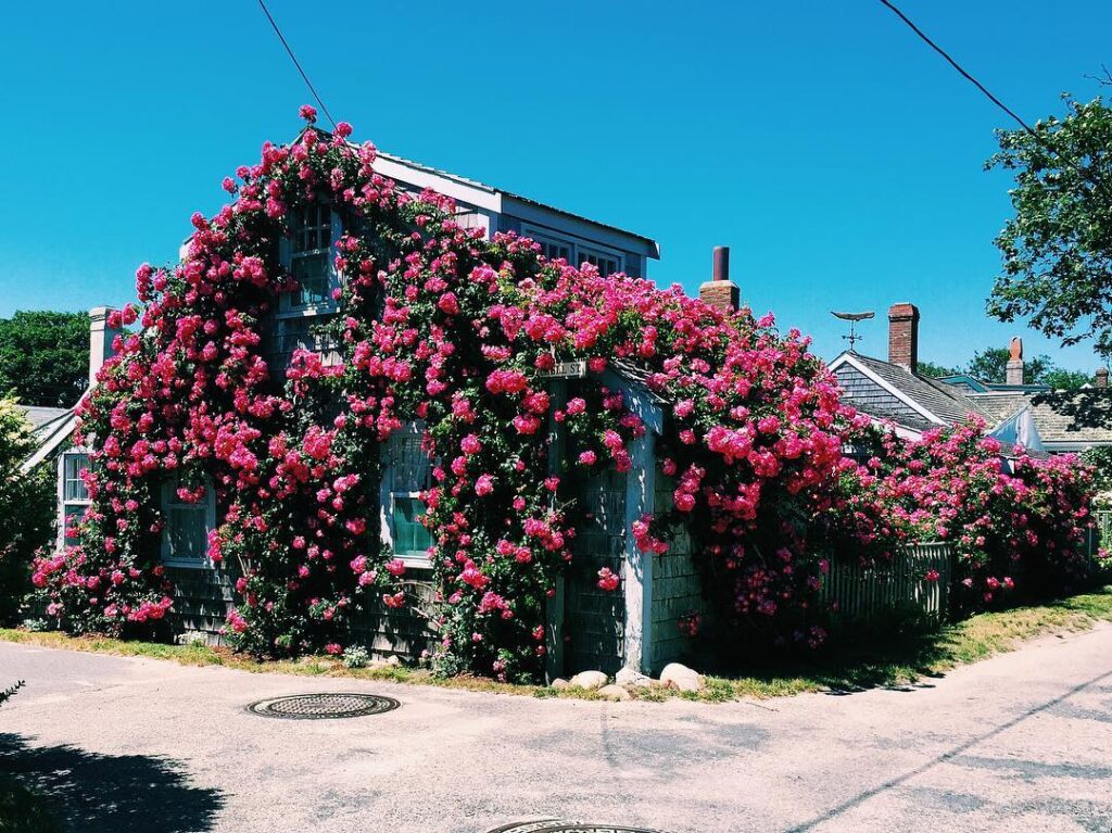 Rose-covered cottages near Siasconset Beach.