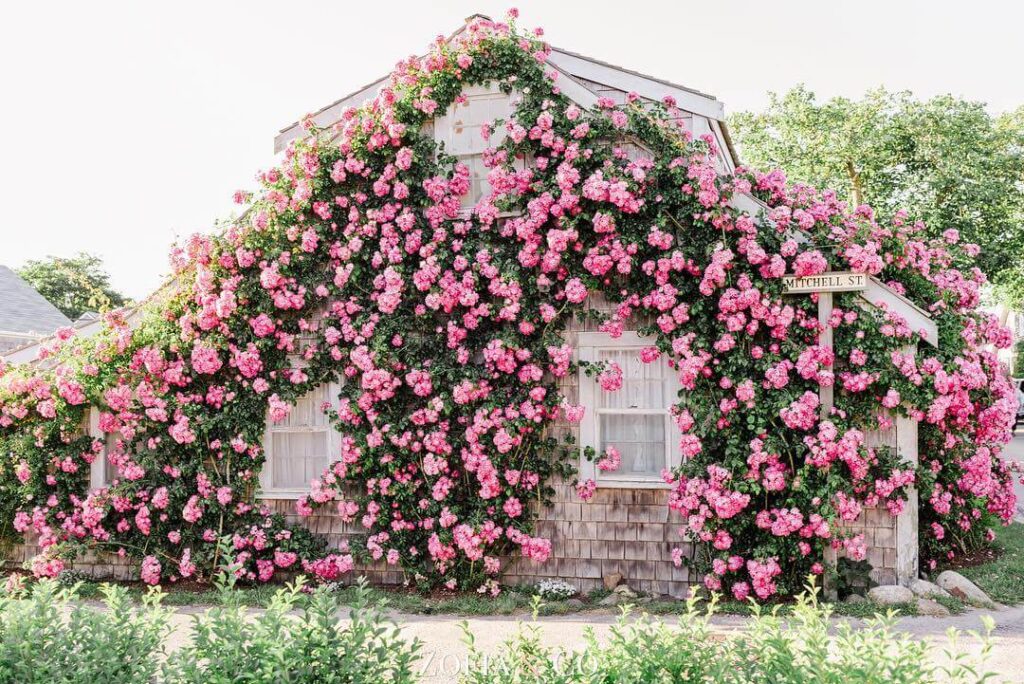 House covered in flowers in Siasconset.