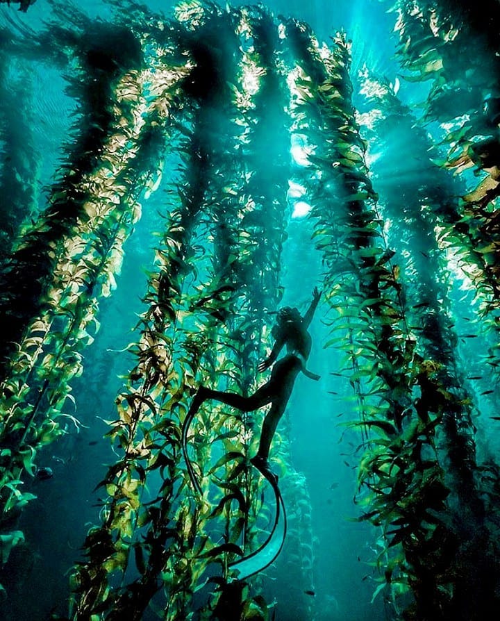 Diver snorkeling through clear kelp forest at Lover’s Cove, Catalina Island