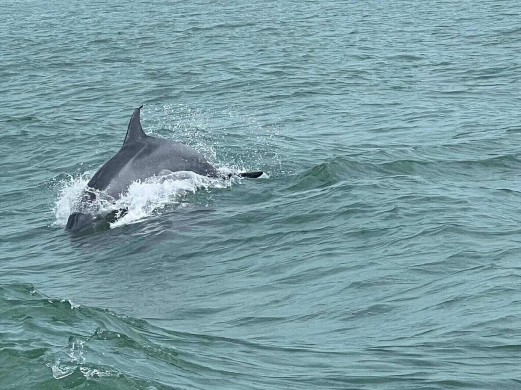 Dolphins swimming near a boat during a dolphin watching tour in South Padre Island