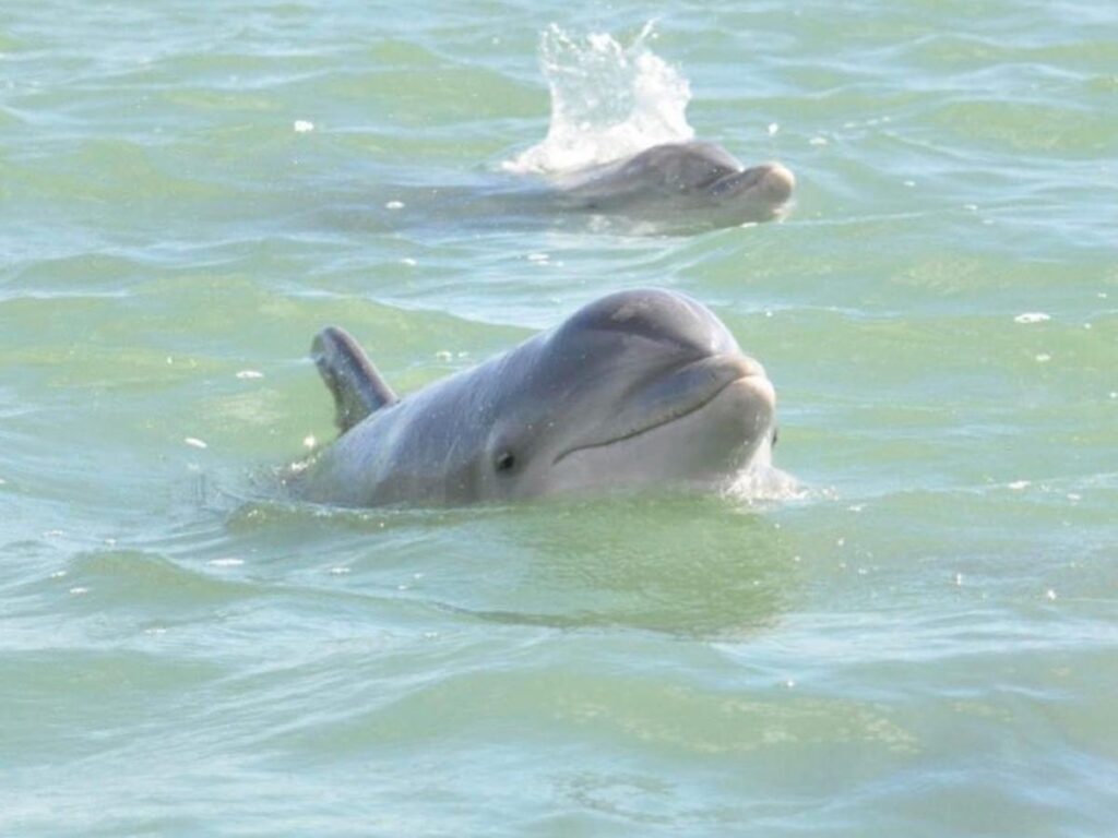Dolphin watching tour in South Padre Island on a calm afternoon