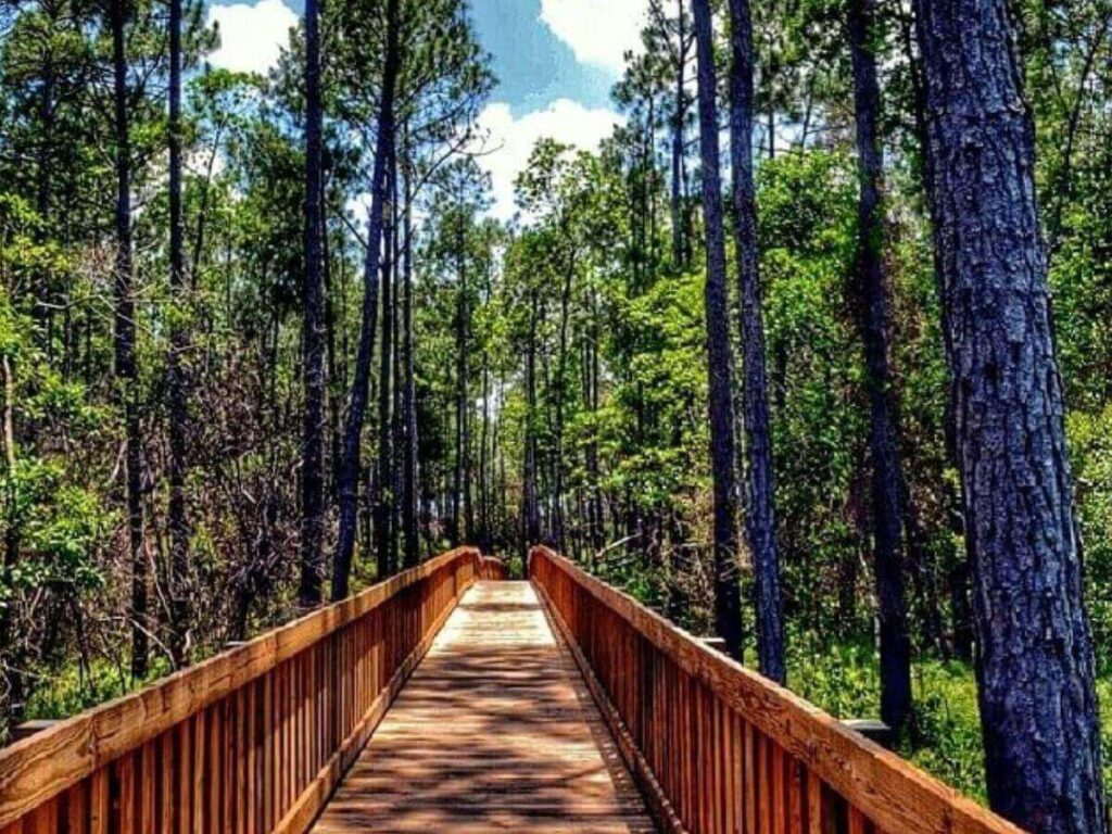 Quiet forest trail at Tibet-Butler Nature Preserve in Orlando