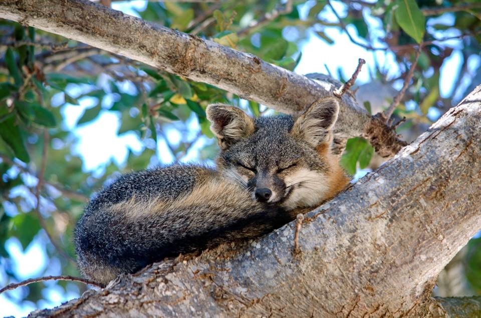 Island fox in Catalina Island