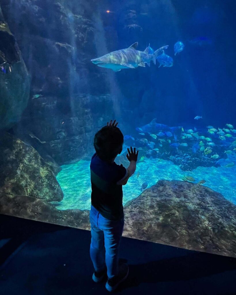 Shark tunnel inside Virginia Aquarium