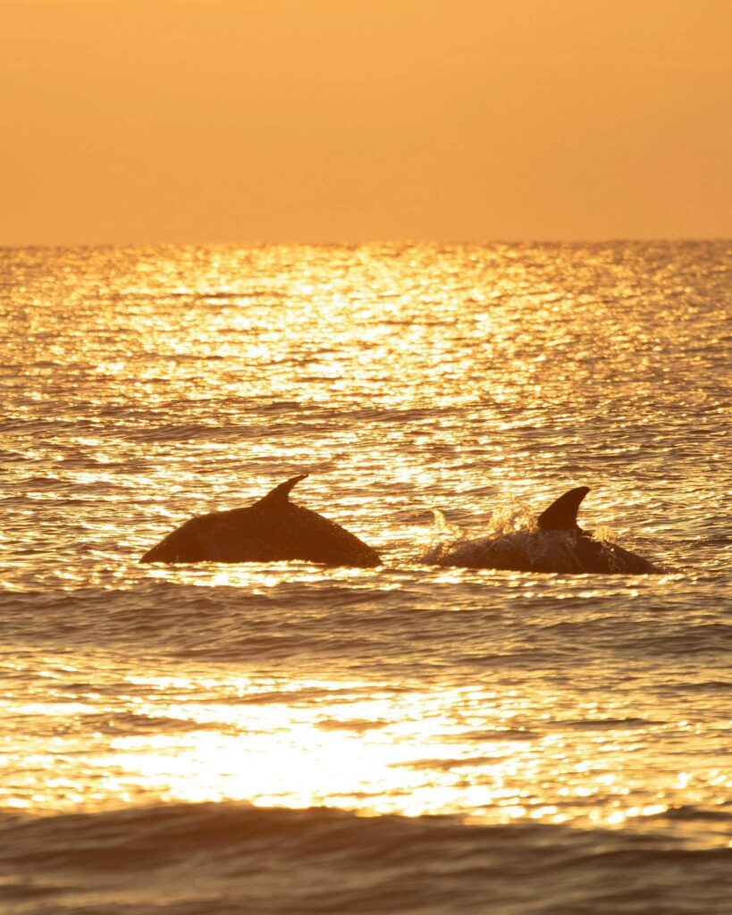Dolphins swimming beside boat off the coast of Virginia Beach