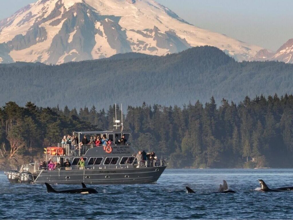 Small whale watching boat on calm water in the San Juan Islands