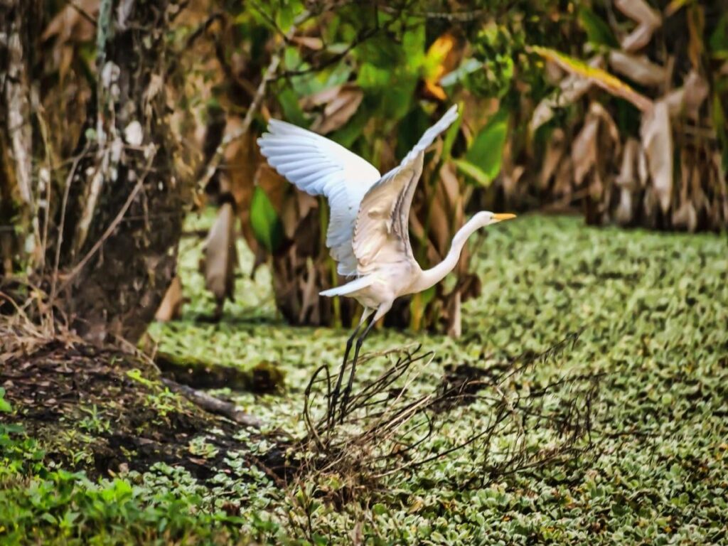 white egret standing in the tidal marsh at Bald Head Island.